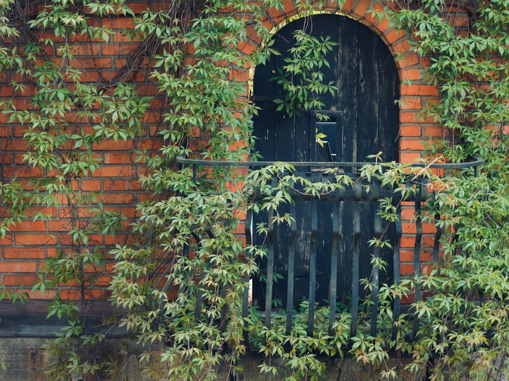 black wooden door with green plants