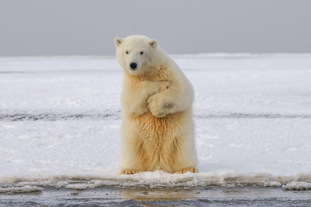 polar bear on snow covered ground during daytime