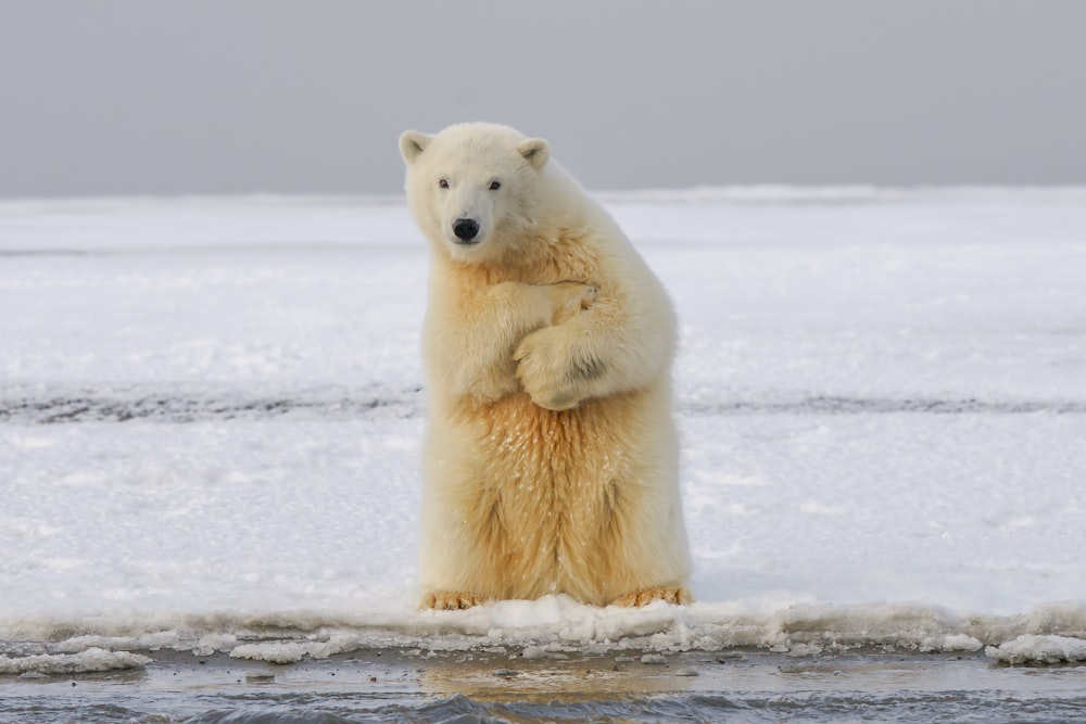Eisbär tagsüber auf schneebedecktem Boden