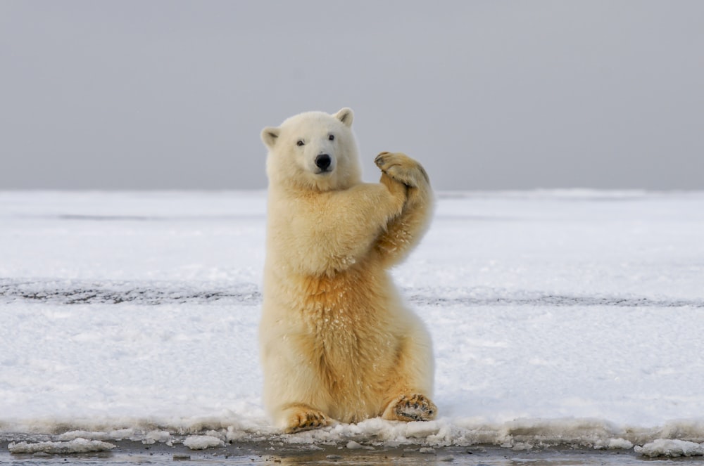 낮 동안 눈 덮인 땅에 북극곰