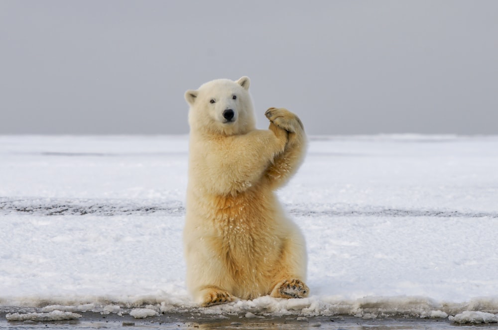 urso polar no solo coberto de neve durante o dia