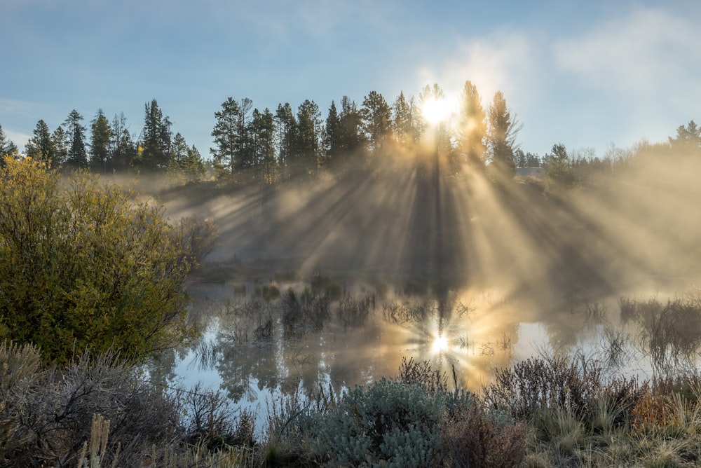 alberi verdi vicino al fiume durante il giorno