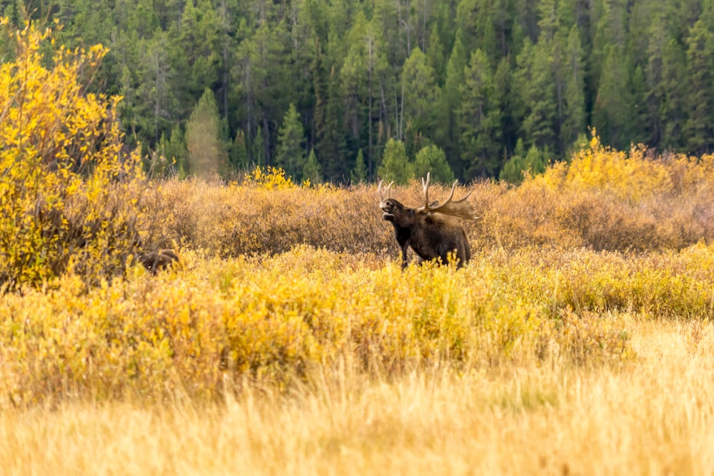 brown elephant on green grass field during daytime