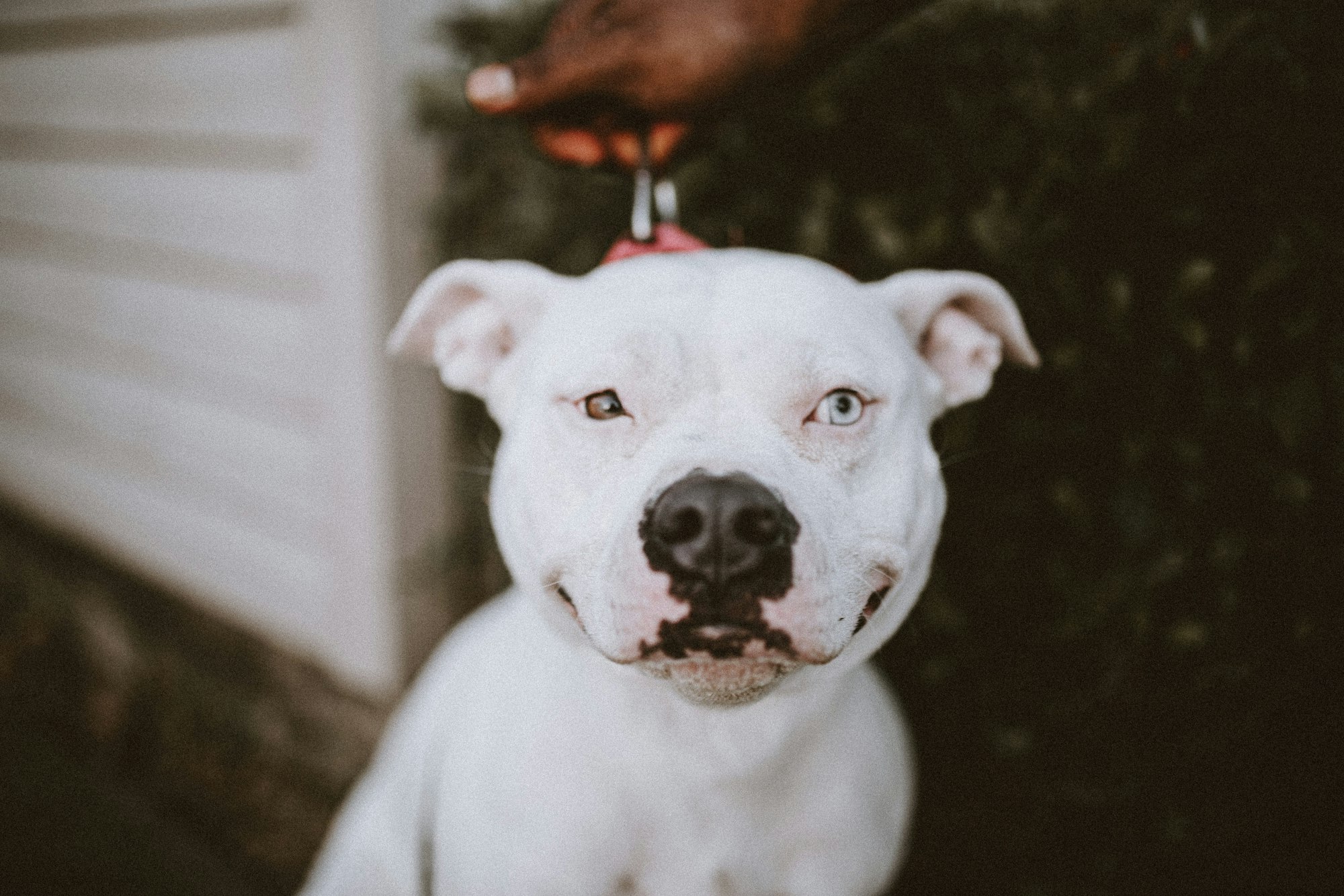 white pitbull