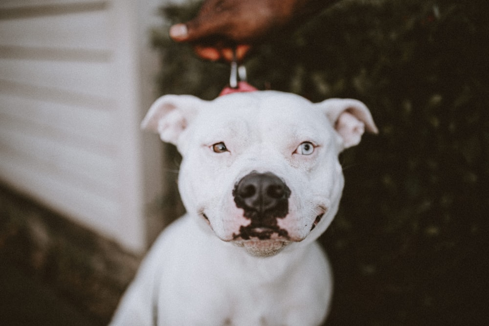 white american pitbull terrier puppy