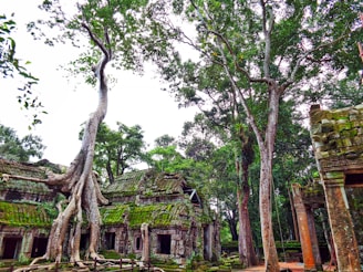 Ruins of an ancient high-tech civilization overgrown with vegetation.