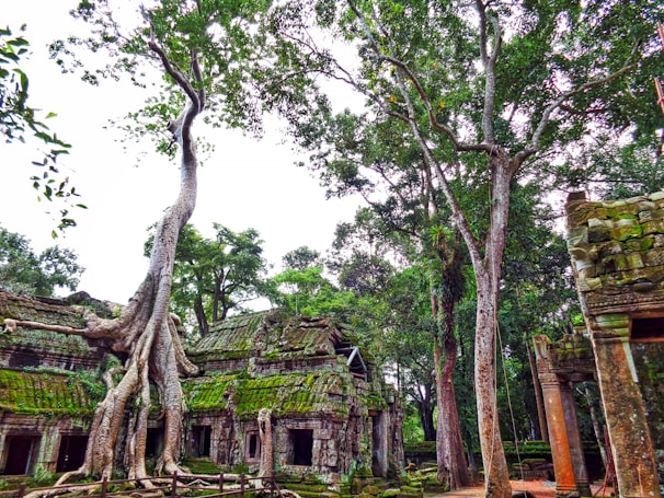 Ruins of an ancient high-tech civilization overgrown with vegetation.