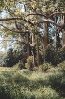 brown tree on green grass field during daytime