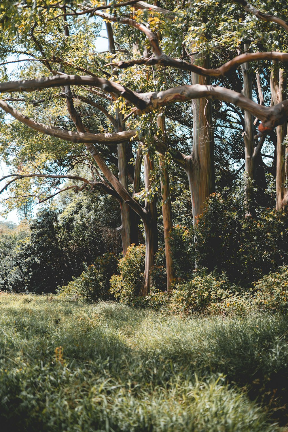 árvore marrom no campo verde da grama durante o dia