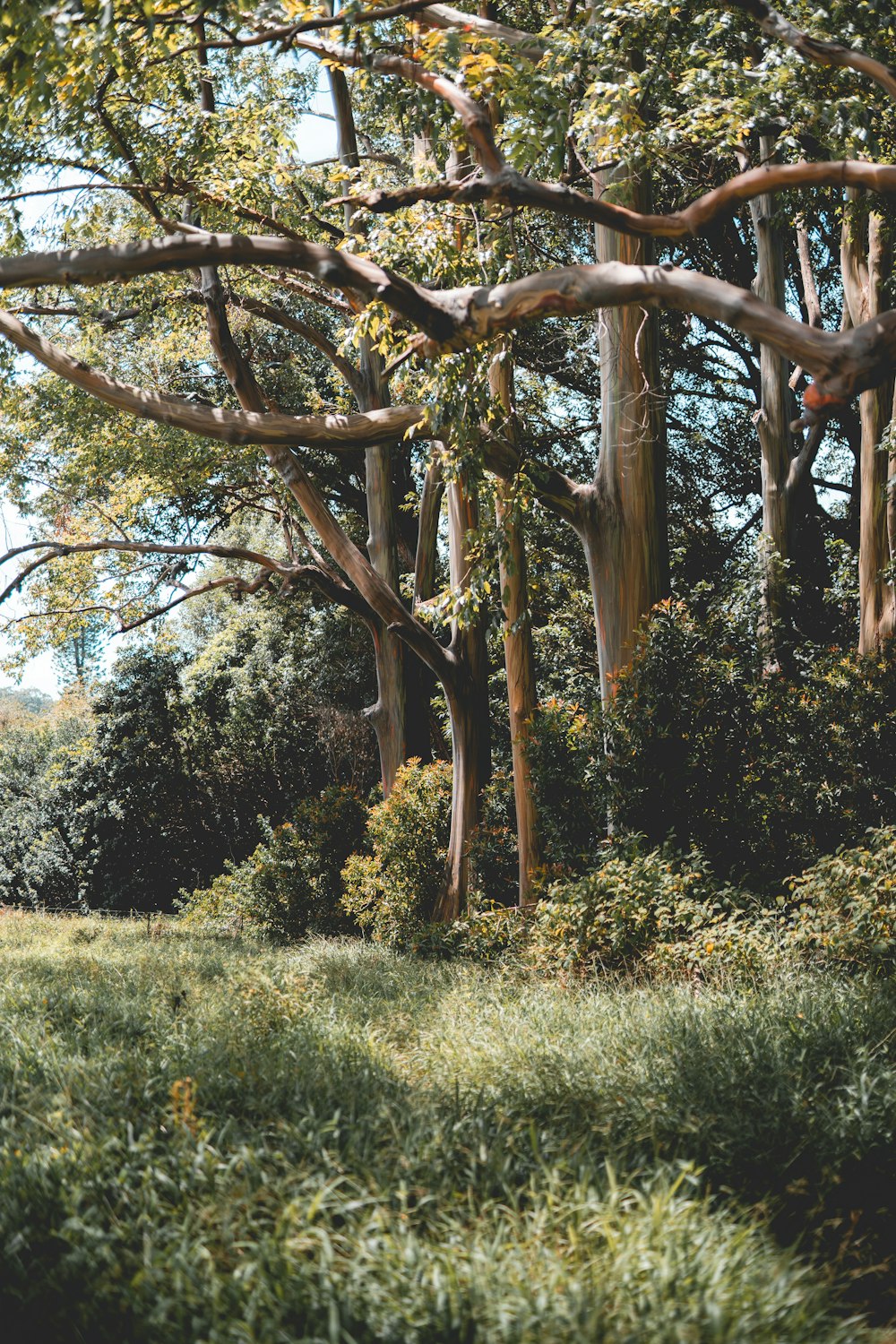 brown tree on green grass field during daytime