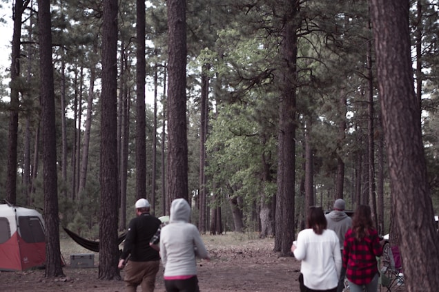 A group of campers pulling handcarts through a forest trail surrounded by tall pine trees under a bright summer sky.