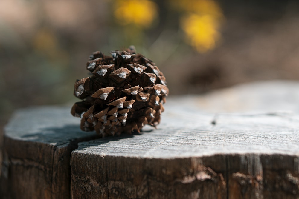 brown pine cone on brown wooden plank