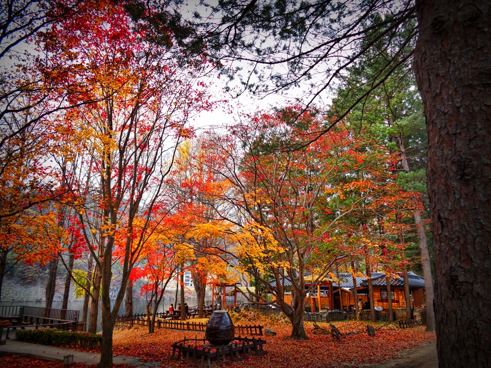 brown and red trees during daytime