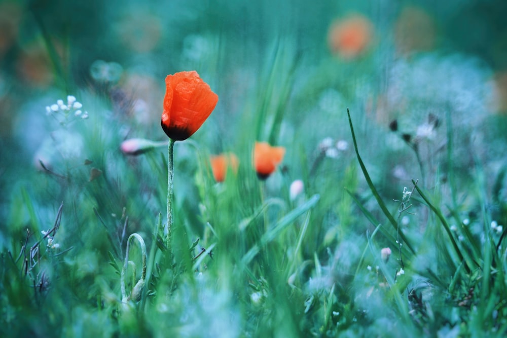 푸른 잔디 밭에 오렌지 꽃