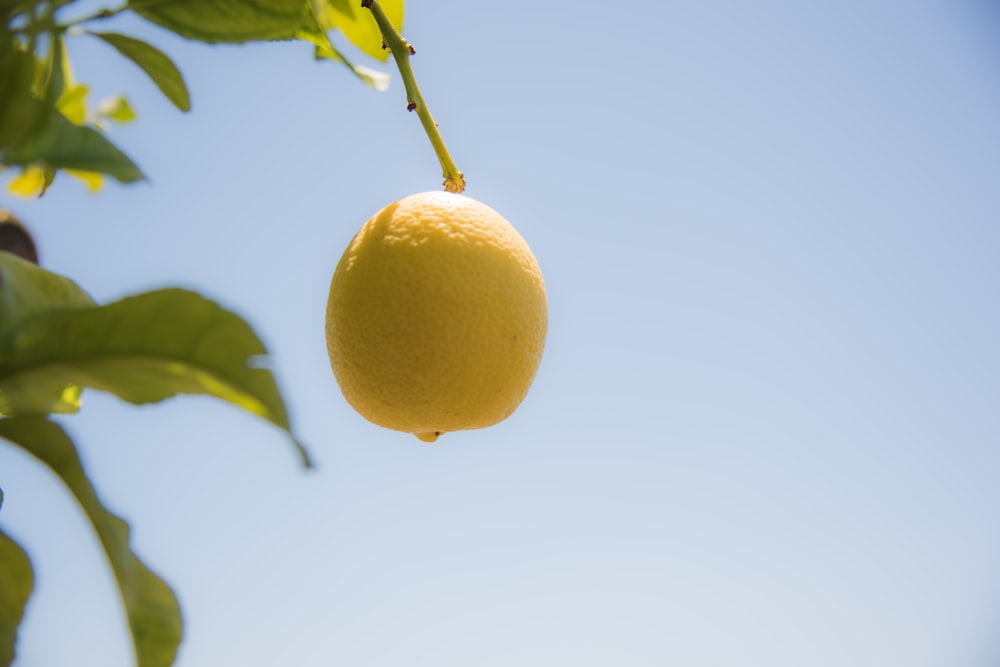 yellow lemon fruit in close up photography