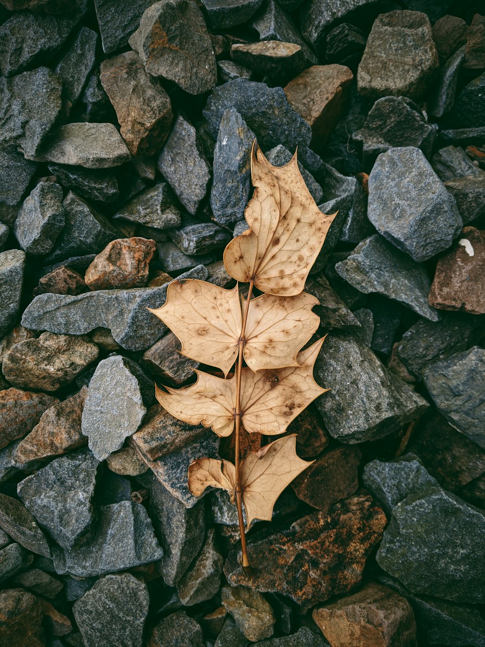 brown leaf on gray rock