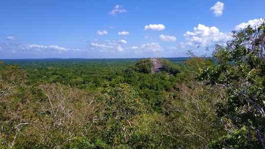 green grass field under blue sky during daytime in Calakmul Mexico