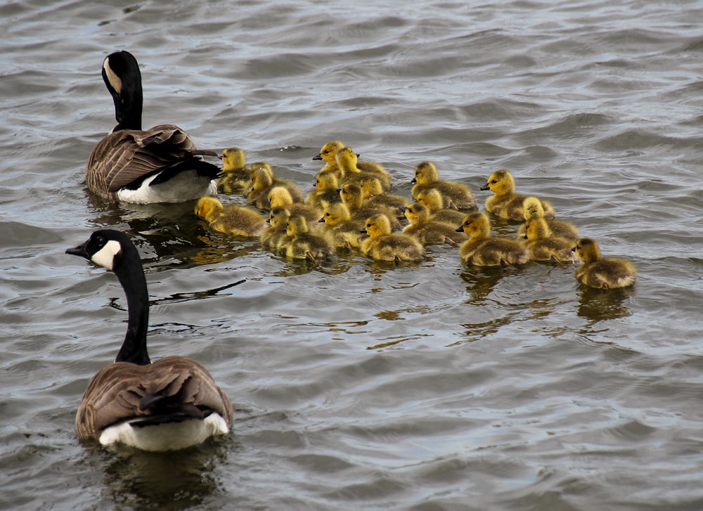 flock of geese on water during daytime