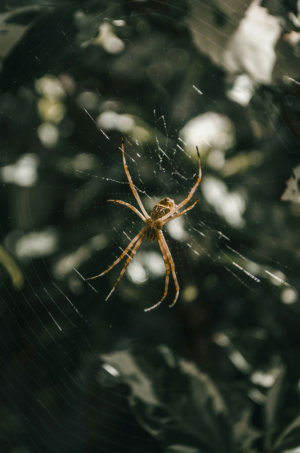 brown spider on web in close up photography