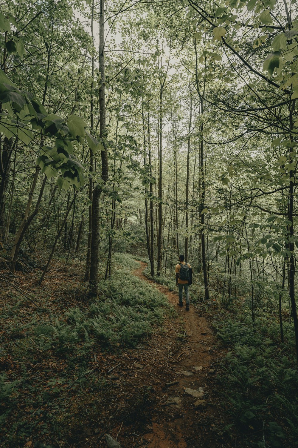 person in red jacket walking on forest during daytime