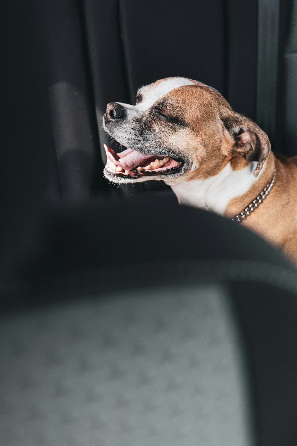 brown and white short coated dog