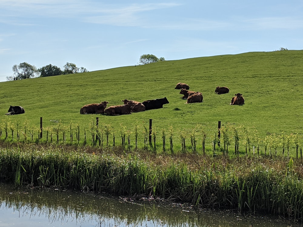 brown cows on green grass field during daytime