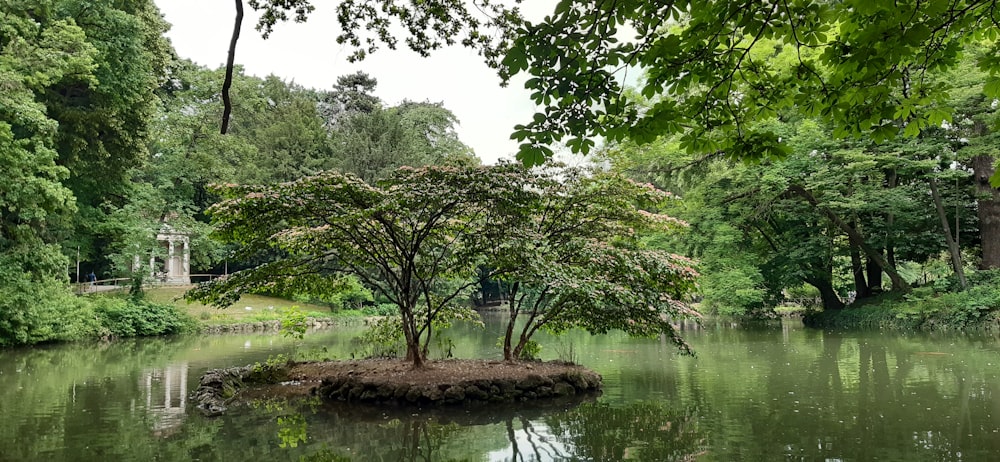 낮 동안 강 옆의 푸른 나무
