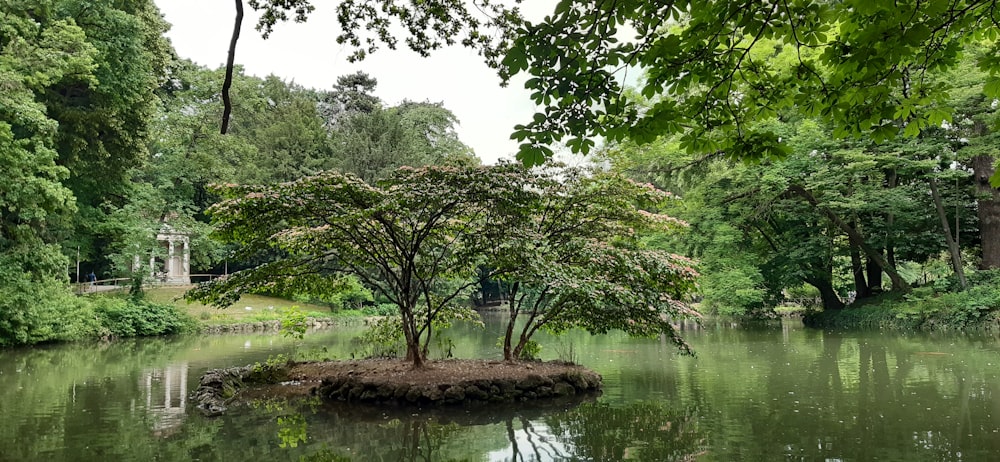 昼間の川沿いの緑の木々