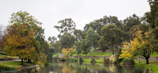 green trees beside river during daytime in Adelaide SA Australia