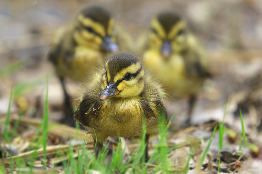 a group of small yellow ducks standing on top of a grass covered field