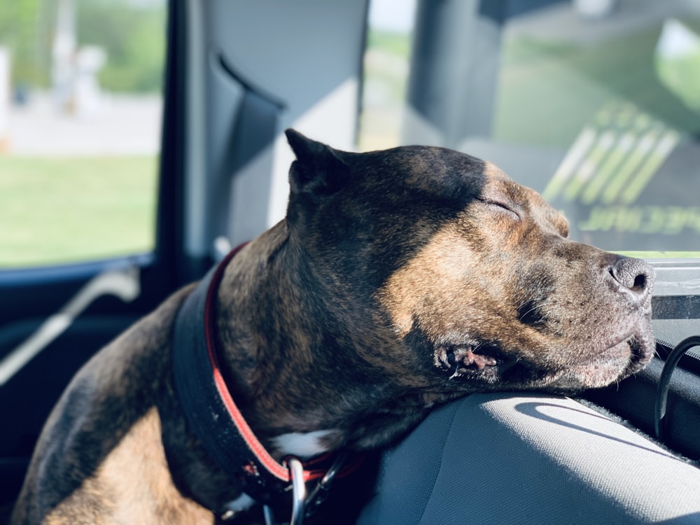 brown and black short coated dog on car seat