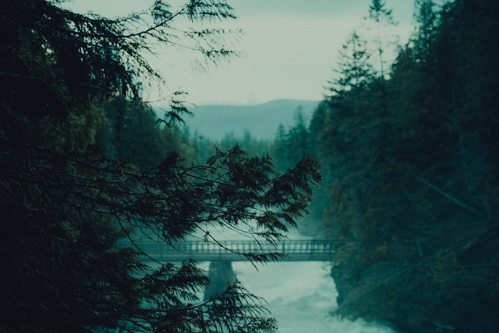 green trees near body of water