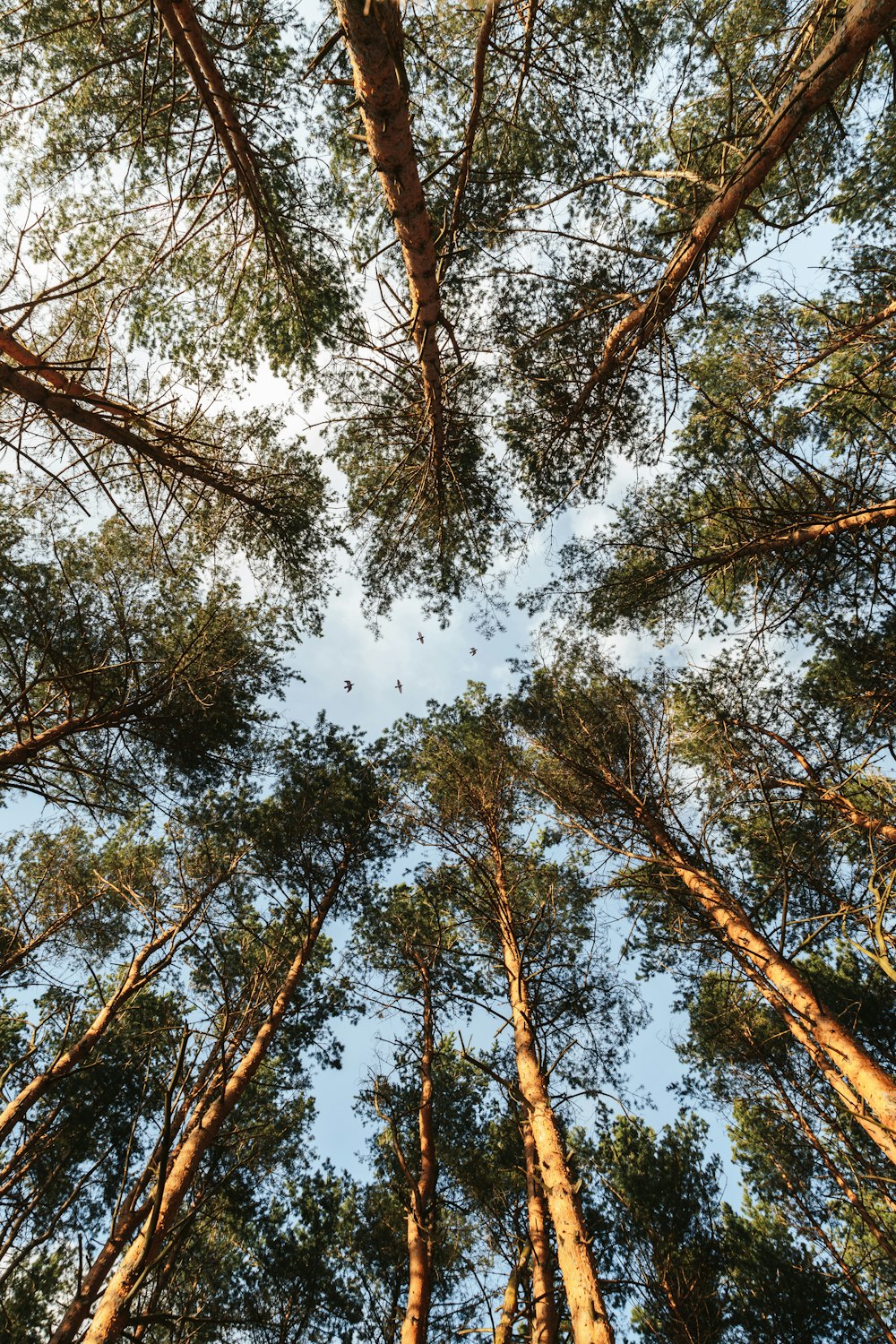 low angle photography of brown trees under blue sky during daytime