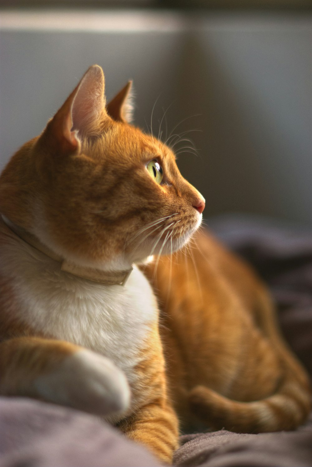 orange tabby cat on black textile