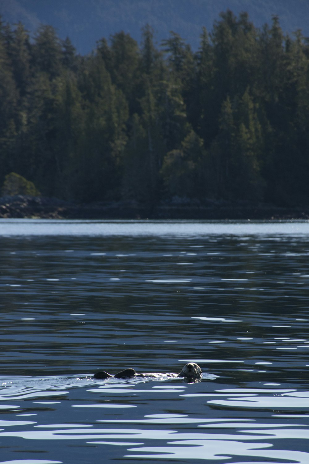 black and white duck on water during daytime