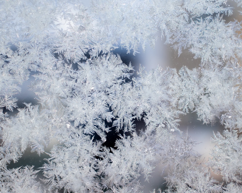 white snow covered tree during daytime