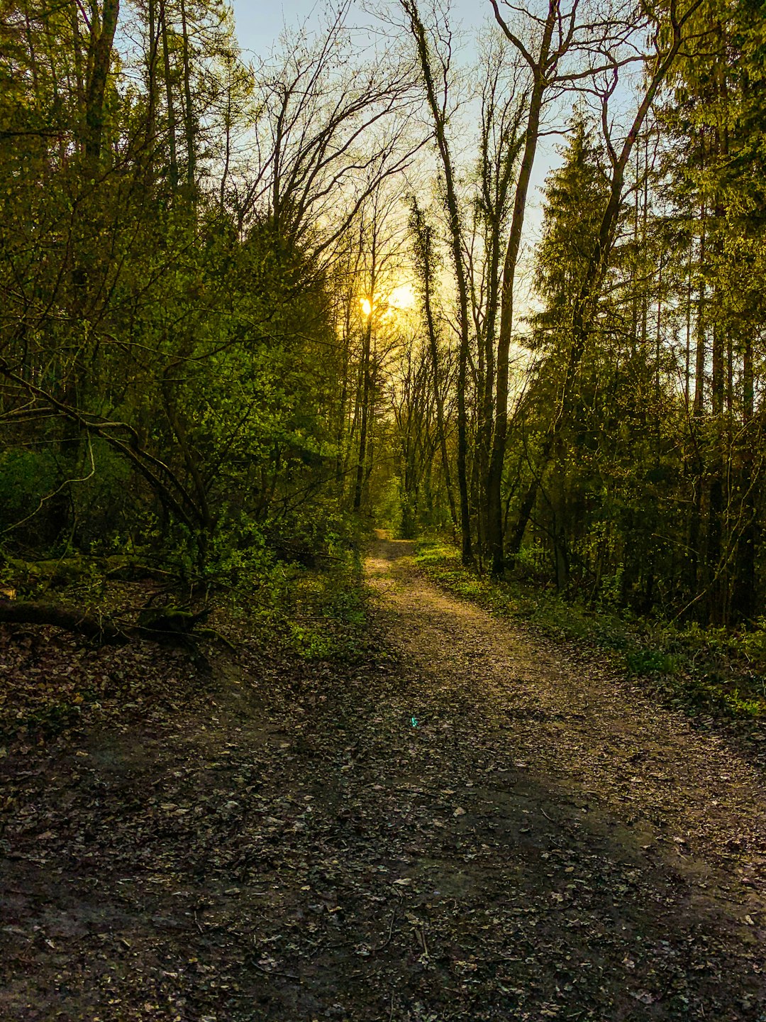 Forest photo spot Lauenburg/Elbe Bergen-Hohne