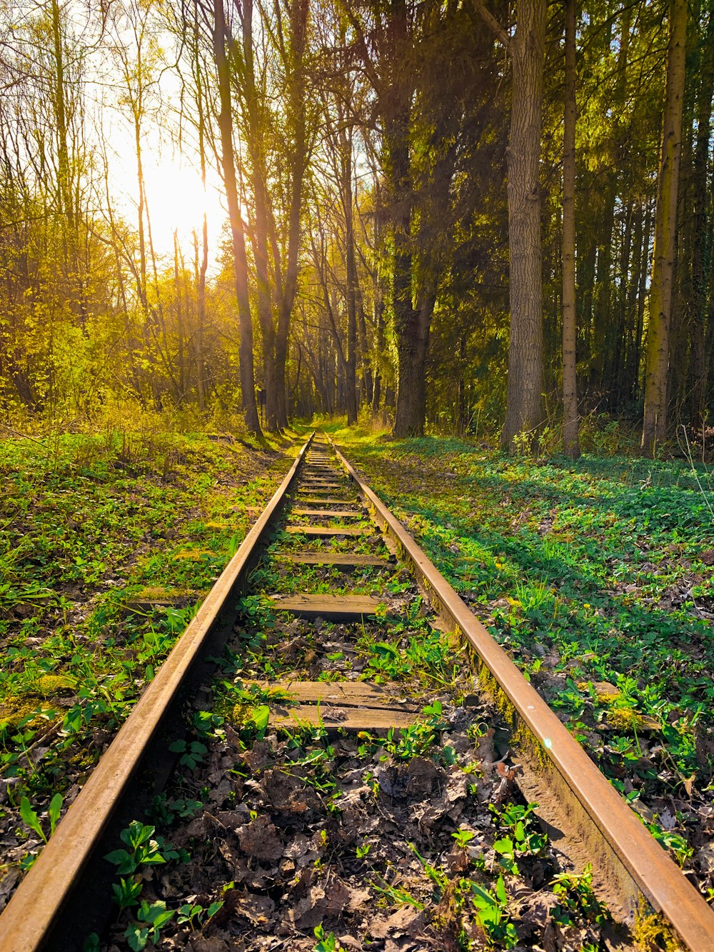 brown train rail in forest during daytime