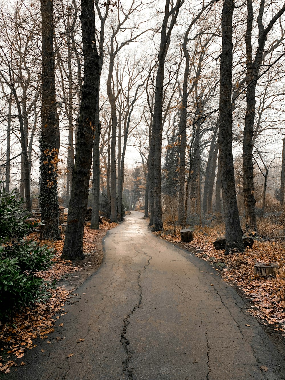 pathway between bare trees during daytime