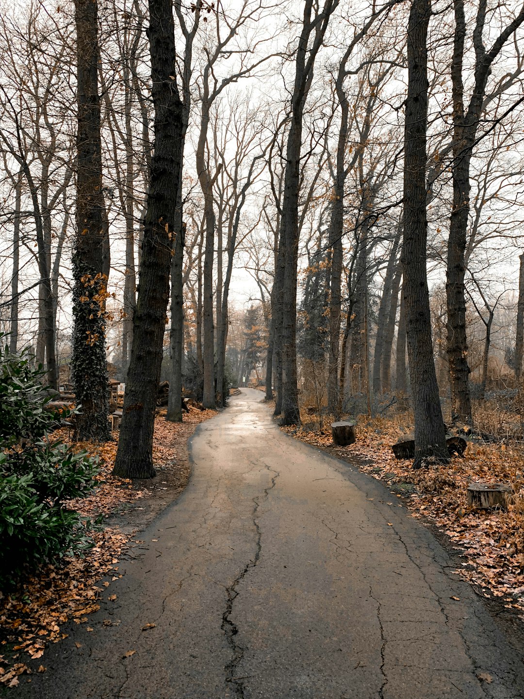 Forest photo spot Hamm Wald