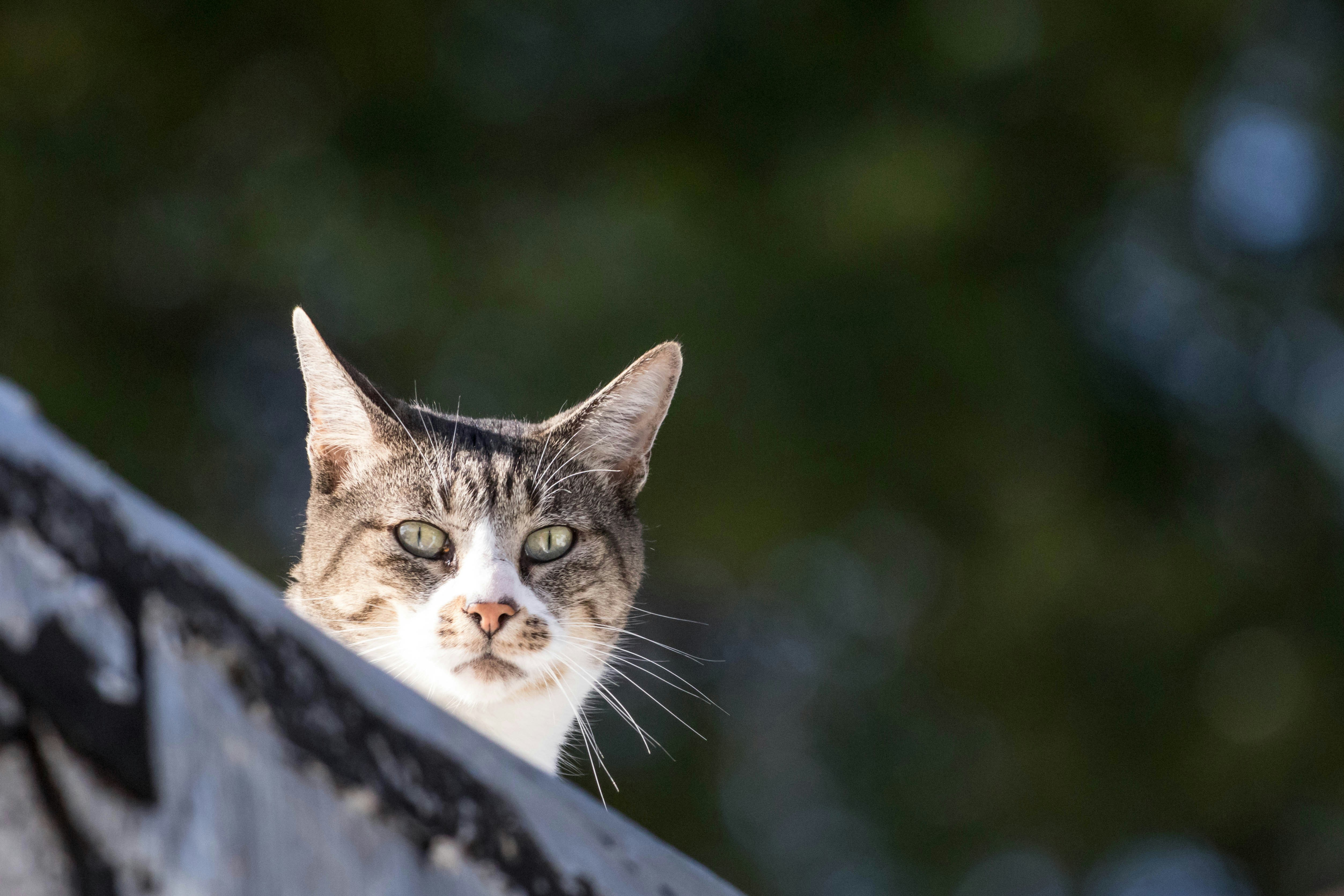 Photo by sonianadales