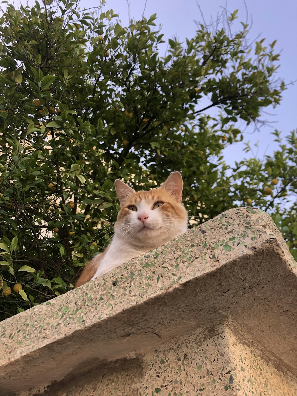 orange tabby cat on brown concrete wall during daytime
