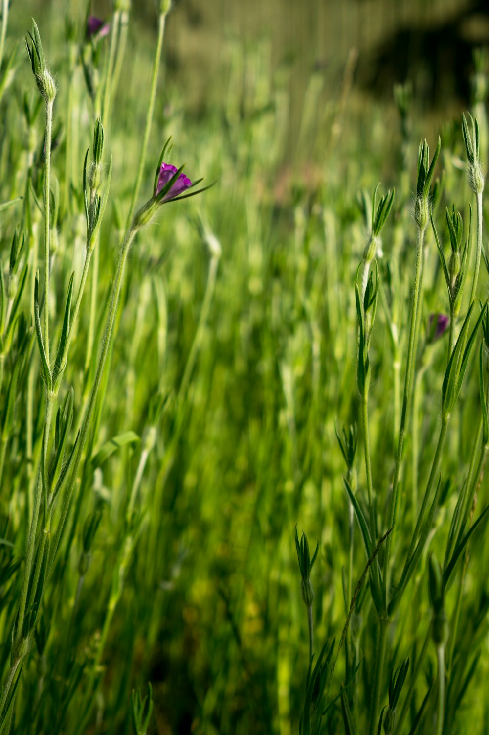 낮 동안 푸른 잔디밭에 보라색 꽃