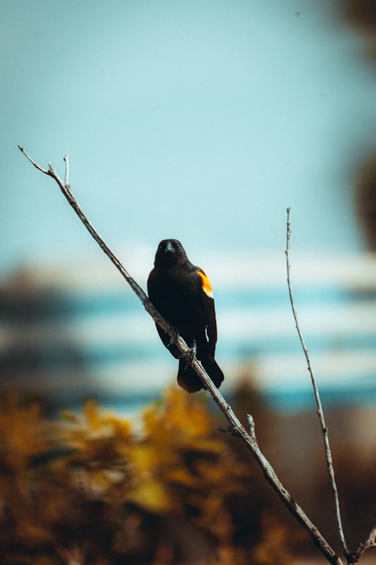 black and yellow bird on brown tree branch in Regina Canada