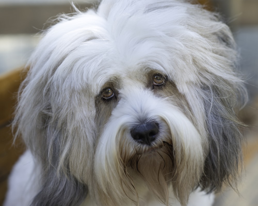 cão branco e cinza de pelagem longa