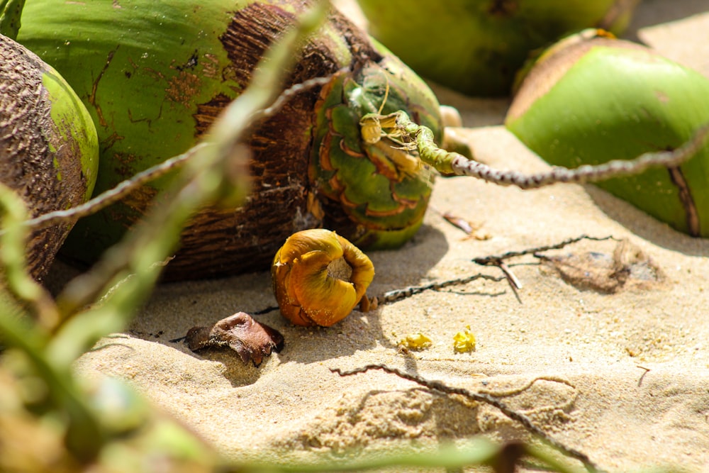 braune und grüne Früchte auf braunem Holztisch