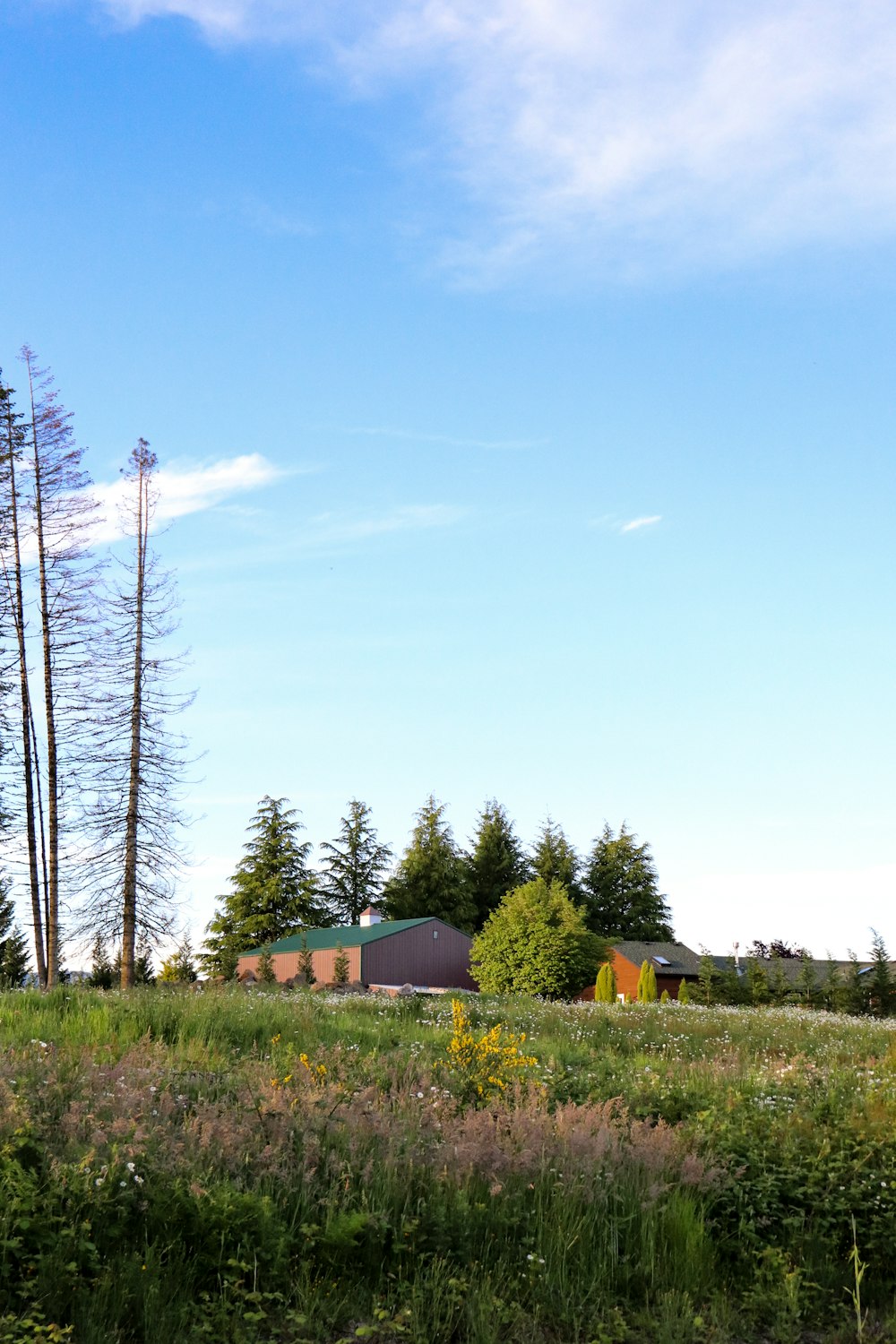 brown and white house surrounded by green trees under blue sky during daytime