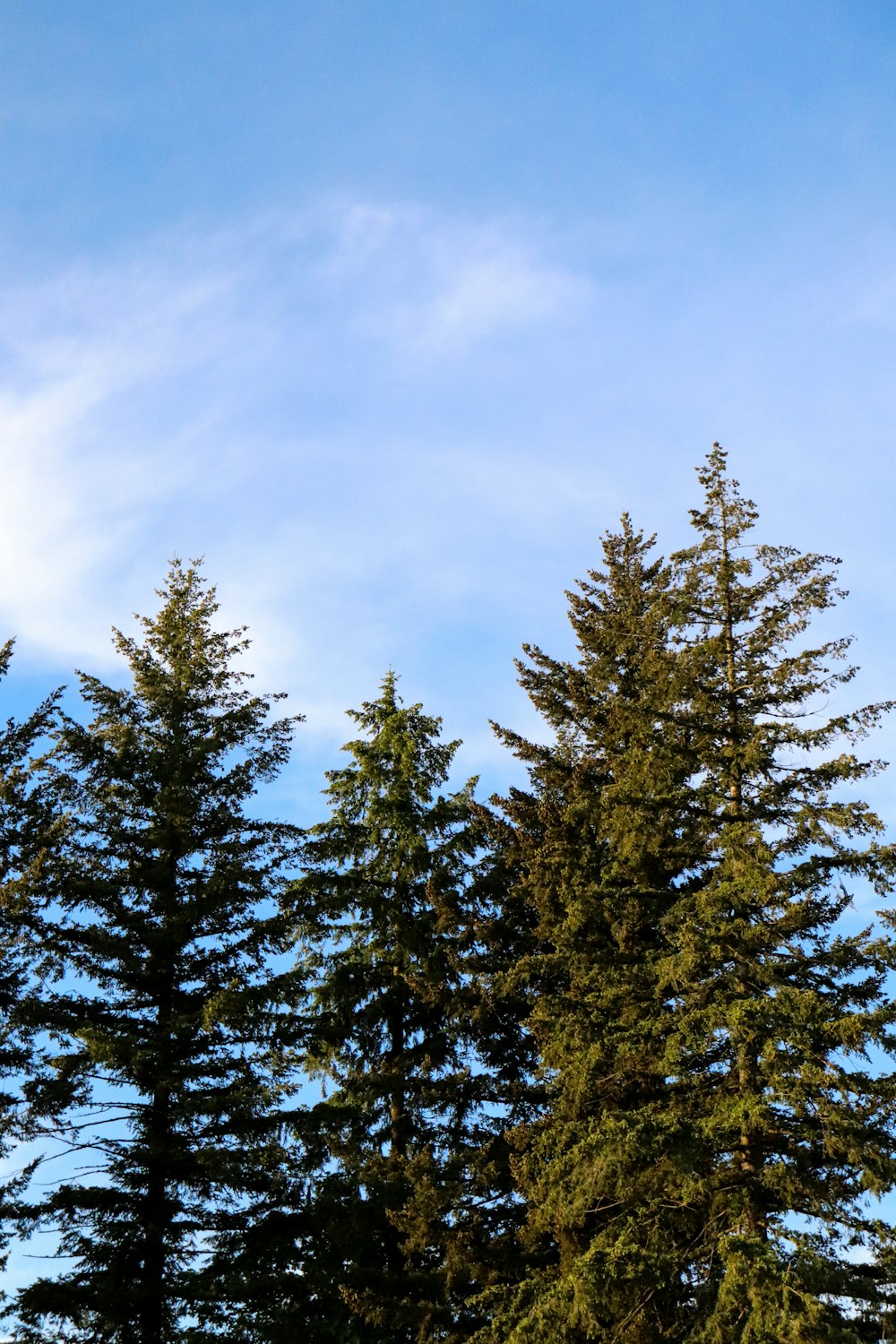 green pine tree under blue sky during daytime