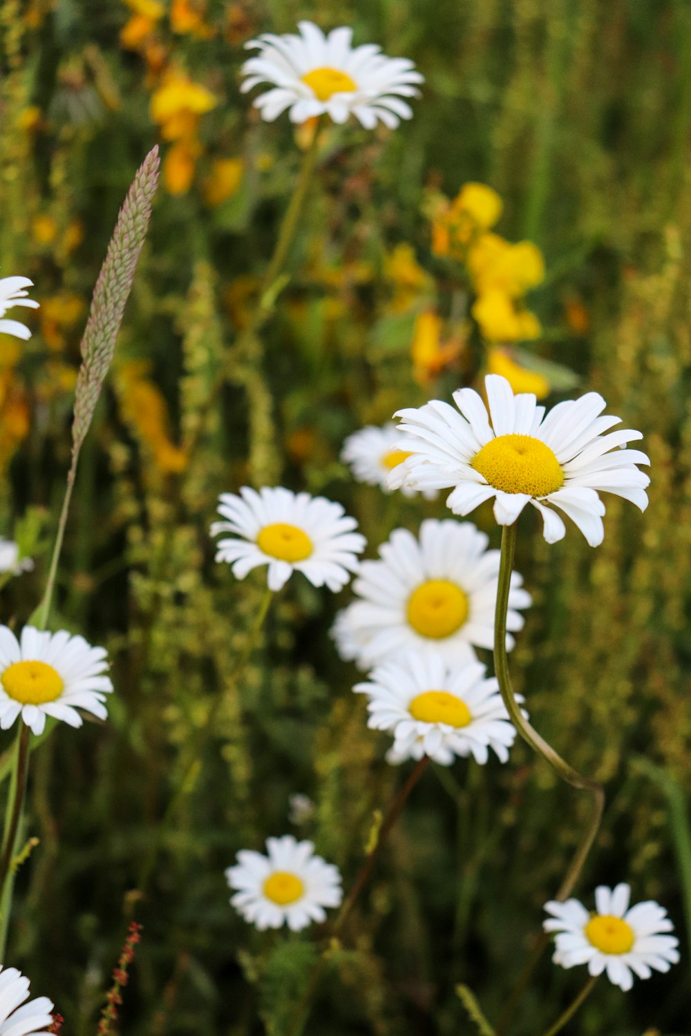 white daisy flower in bloom during daytime