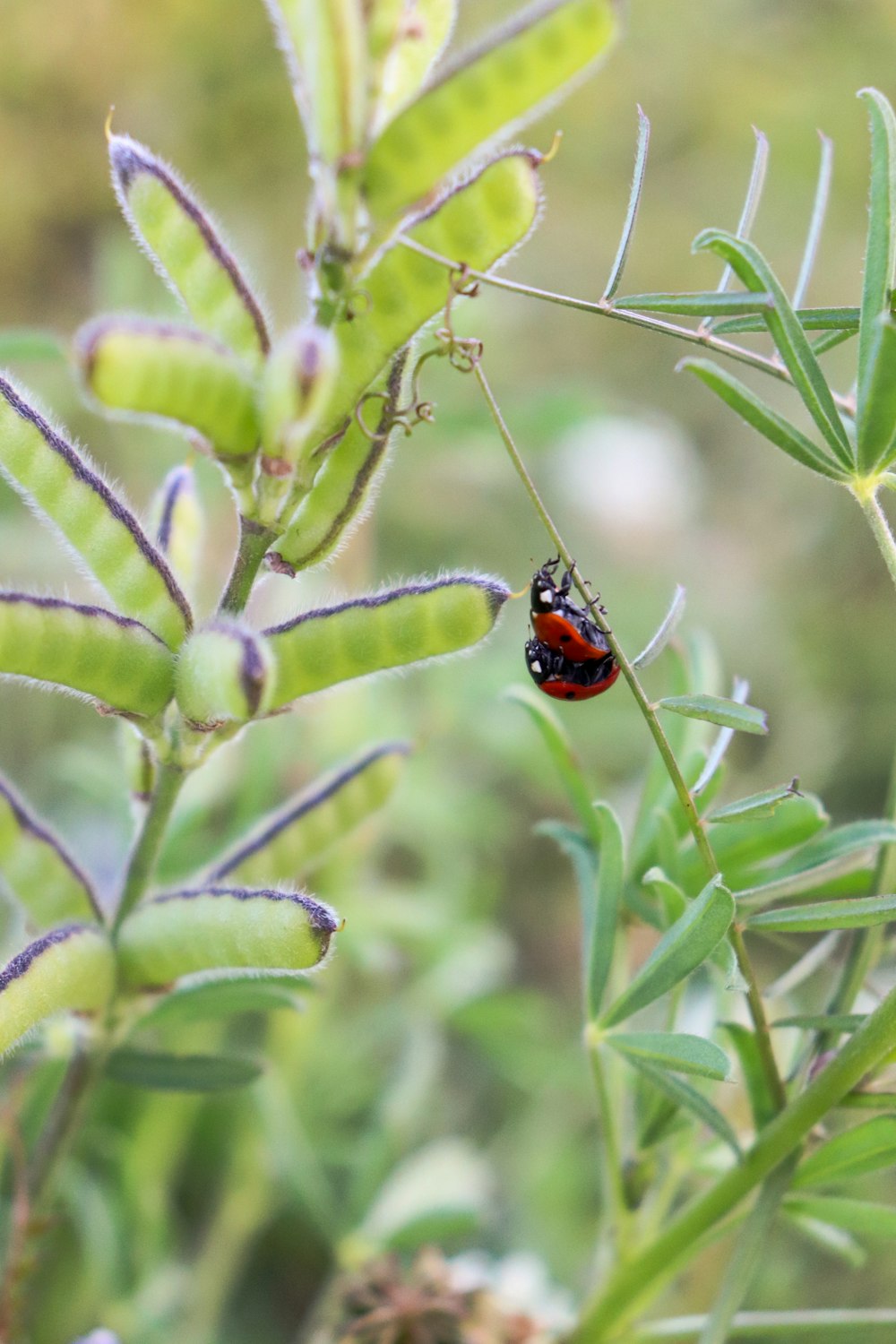 Roter und schwarzer Marienkäfer auf grüner Pflanze